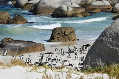 Afrique Du Sud : Autotour Cape Towns & Safaris