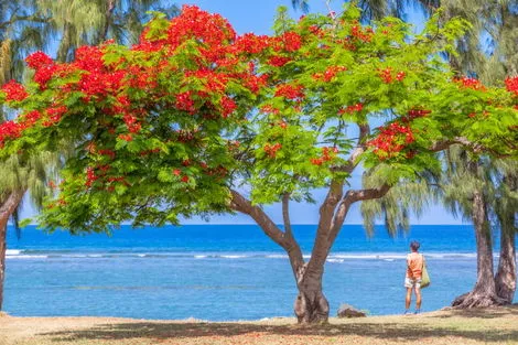 Reunion : Autotour L'île de la Reunion pour les petits et les grands