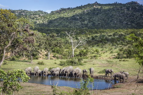 Afrique Du Sud : Circuit Les plus beaux safaris d'Afrique