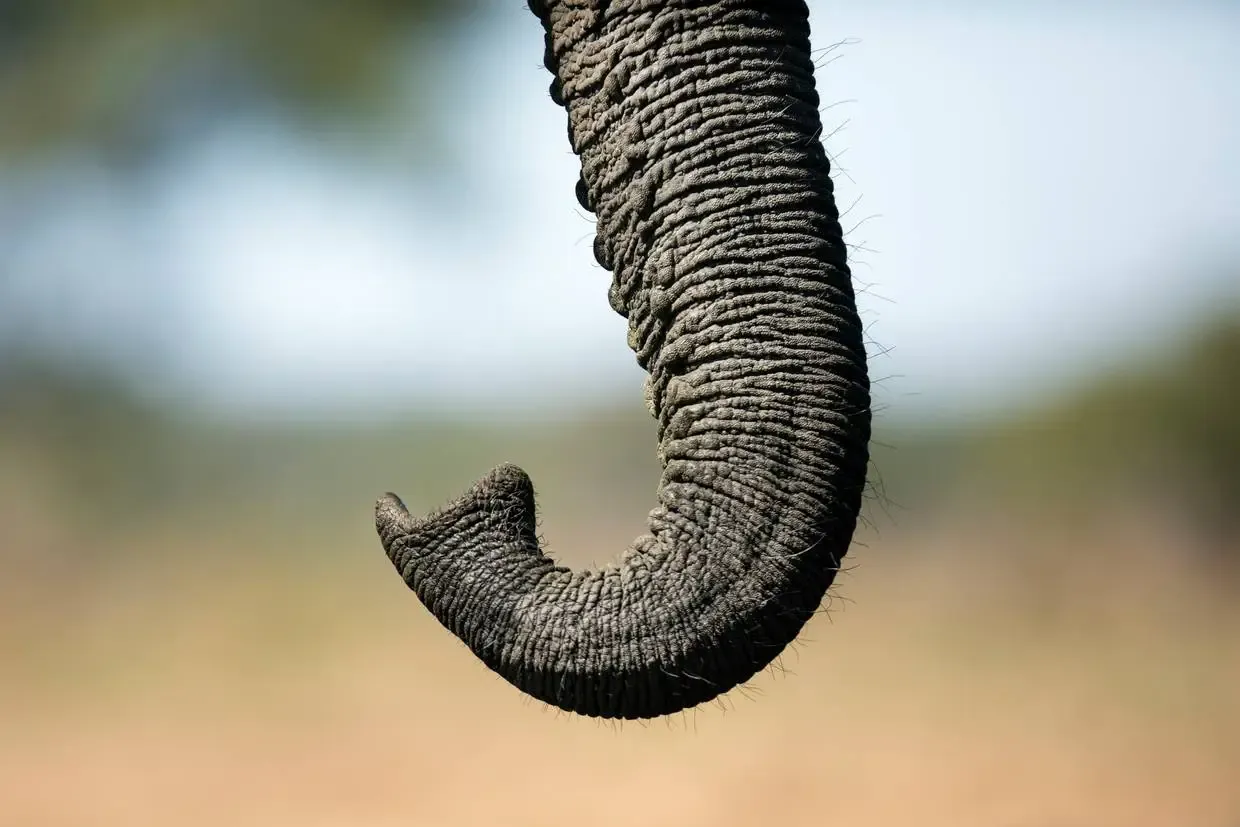 Afrique Du Sud : Circuit Terres d'Afrique Australe : de Kruger à Chobe