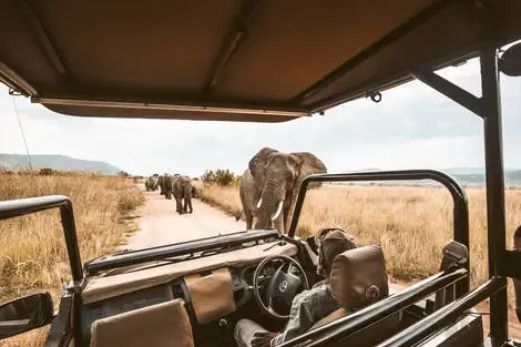 Afrique Du Sud : Circuit Légendes du Cap et de la savane
