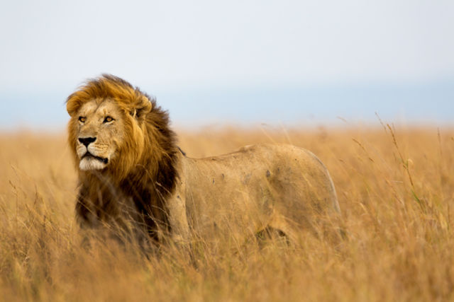 Afrique Du Sud : Circuit Paysages Sud Africains et extension aux Chutes Victoria