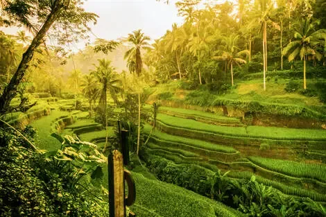 Bali : Circuit Rizières d'émeraude et lagons silencieux : Evasion à Bali et Nusa Lembogan