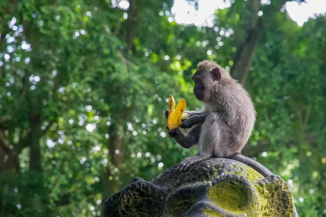 Bali : Circuit Rizières d'émeraude et lagons silencieux : Evasion à Bali et Nusa Lembogan