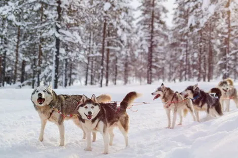 Finlande : Circuit Séjour avec activités Fêtes de Noël A la découverte du Grand Nord 