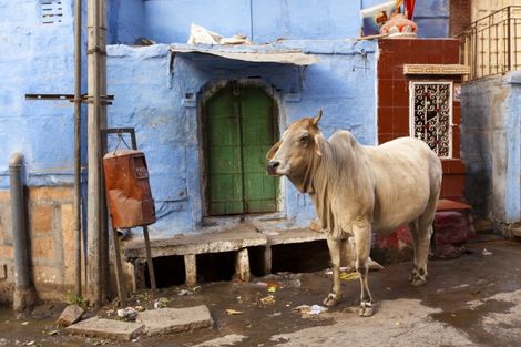 Inde : Circuit Magie du Rajasthan et Vallée du Gange