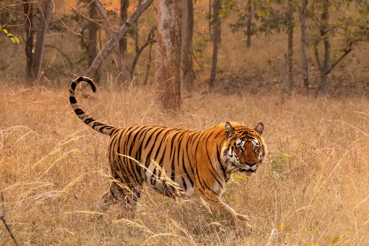Inde : Circuit L’appel de la jungle : sur les traces du tigre du Bengale