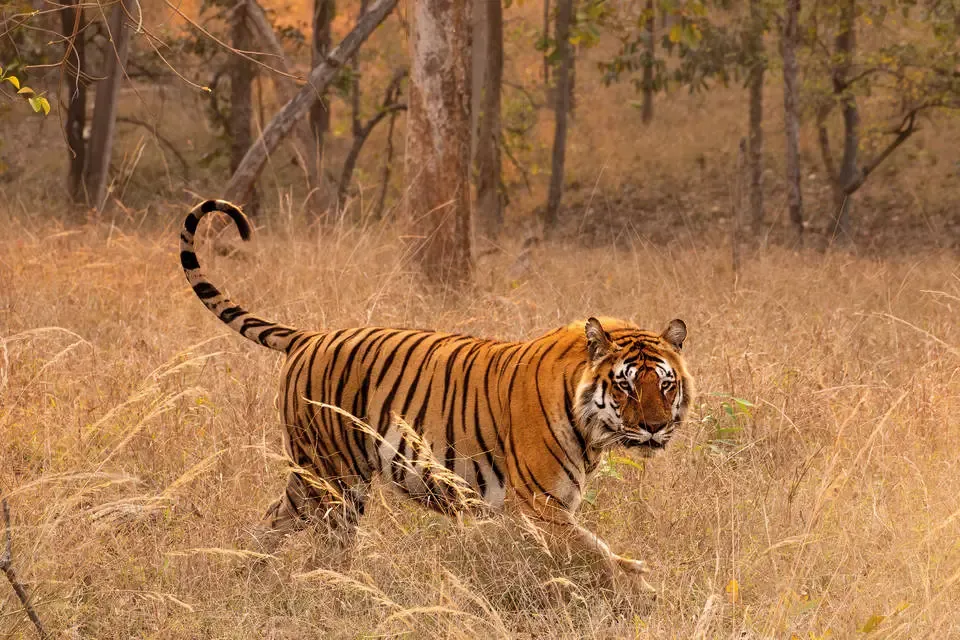 Inde : Circuit L’appel de la jungle : sur les traces du tigre du Bengale