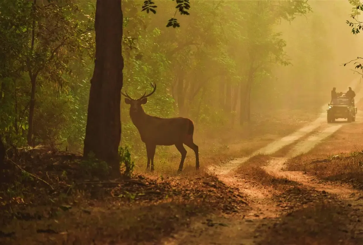 Inde : Circuit L’appel de la jungle : sur les traces du tigre du Bengale