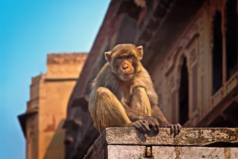 Inde : Circuit Sur la route du Taj Mahal à Amritsar