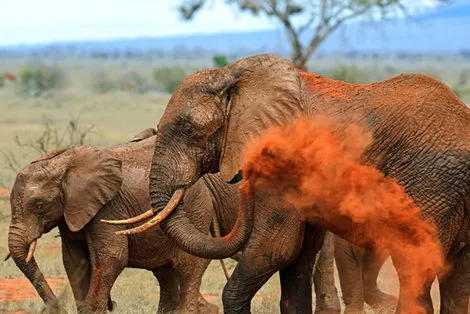 Kenya : Combiné circuit et hôtel Neptune Paradise Beach Resort & Spa 4* avec 3 nuits au parc Tsavo OUest / Amboseli / Tsavo Est