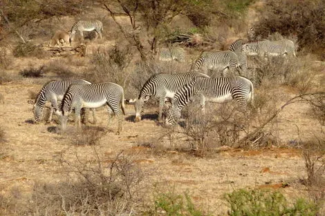 Kenya : Circuit Mon Safari Privé Féeries d'Afrique