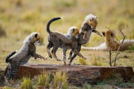 Kenya : Circuit Mon Safari Privé Magie d'Afrique
