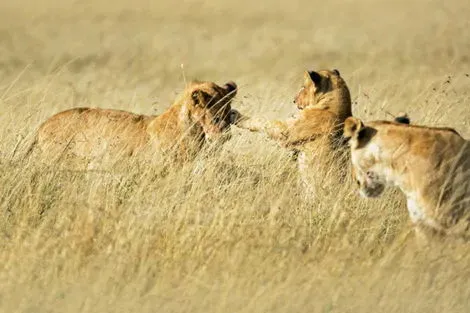 Kenya : Circuit Mon Safari Privé Magie d'Afrique