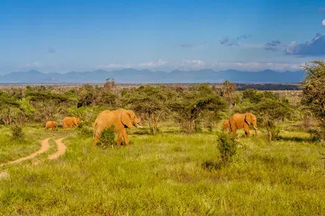 Kenya : Circuit Safari au coeur des grands parcs du Kenya (circuit privatif)