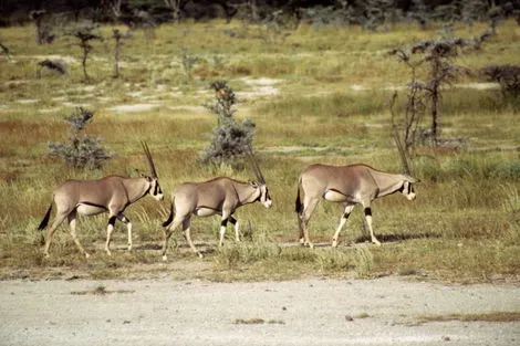 Kenya : Circuit Safaris de Légende