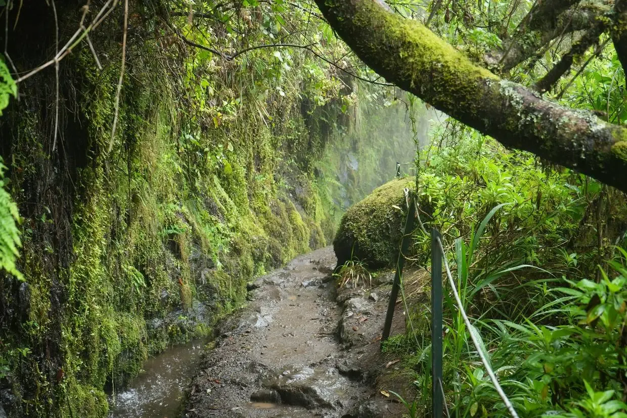 Madère : Circuit Ode verte à Madère Randonnées au fil des levadas et des forêts mystiques