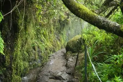 Madère : Circuit Ode verte à Madère Randonnées au fil des levadas et des forêts mystiques