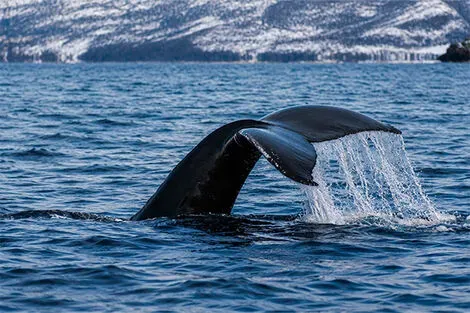Norvege : Circuit Aventure arctique en Laponie Norvégienne