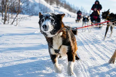 Norvege : Circuit Aventure arctique en Laponie Norvégienne