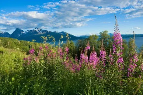 Norvege : Circuit Norvège du Nord : Tromso, Lofoten et Cap Nord