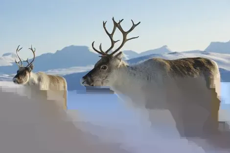 Norvege : Circuit Aventure arctique en Laponie Norvégienne