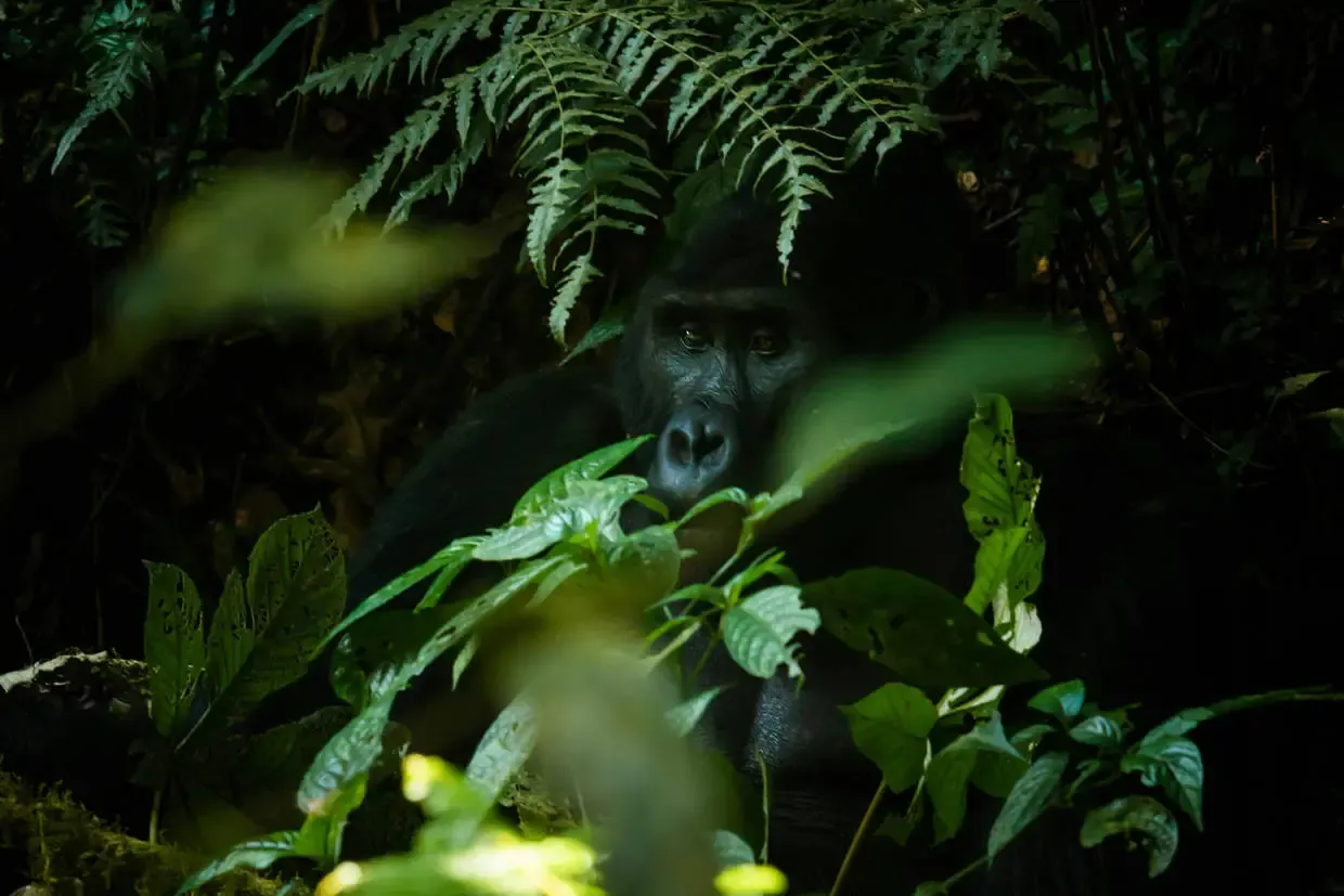 Ouganda : Circuit Au coeur des forêts de brume : l'Ouganda des primates