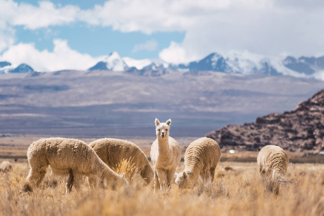 Perou : Circuit Des rives du lac Titicaca aux Cités Perdues Inca