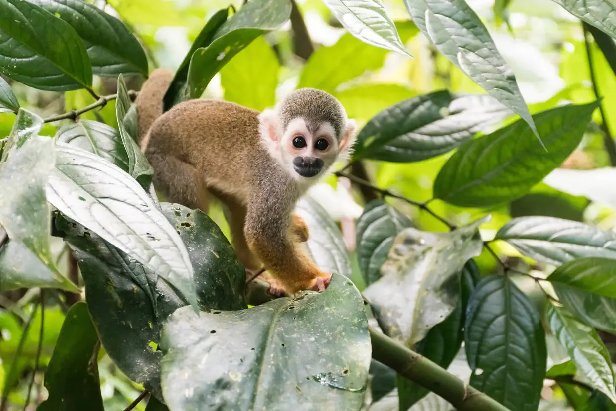 Perou : Circuit Sur la trace des Incas : de la Vallée Sacrée aux profondeurs de l'Amazonie