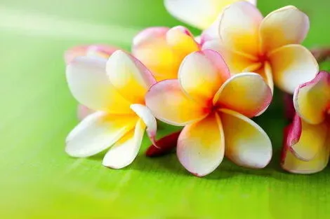 Polynesie Francaise : Circuit Perle du Pacifique : Ia Ora Na Polynesia