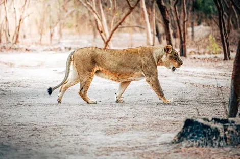 vol+hotel Circuit Beautés du Sénégal et balade avec les lions de Fathala en privatif Senegal Dakar