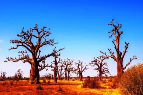 Senegal : Circuit Découverte du Sénégal - Départ les samedis