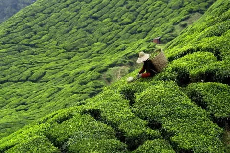 Sri Lanka : Circuit Merveille de l'île de Ceylan - Privatif