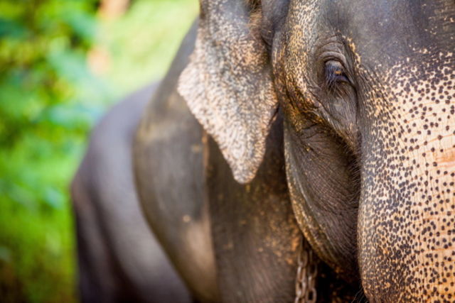 Sri Lanka : Circuit Balade cinghalaise privative