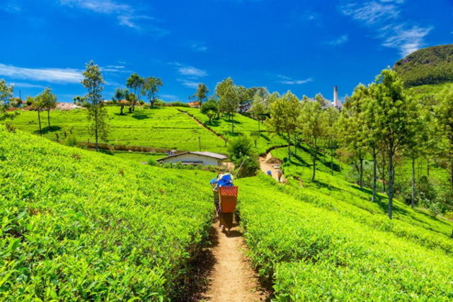 Sri Lanka : Circuit Essentiel du Sri Lanka en privatif