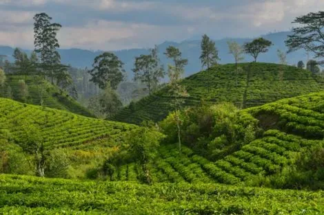 Sri Lanka : Circuit Merveilles du Sri Lanka 3* en Privatif 2025