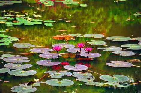Sri Lanka : Circuit Splendeurs Insolites de Ceylan (privatif)