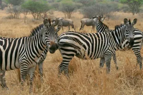 Tanzanie : Circuit De la Savane Africaine à l'île aux Epices, plages de Kiwengwa en Privatif