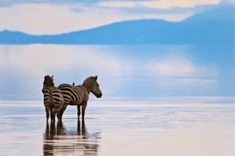 Tanzanie : Circuit Des charmes de la Savane Africaine à l'île aux Epices, plages de Kiwengwa - Privatif