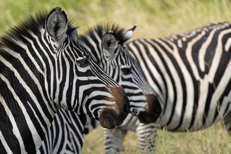 Tanzanie : Circuit Safari Tanzanie Classique