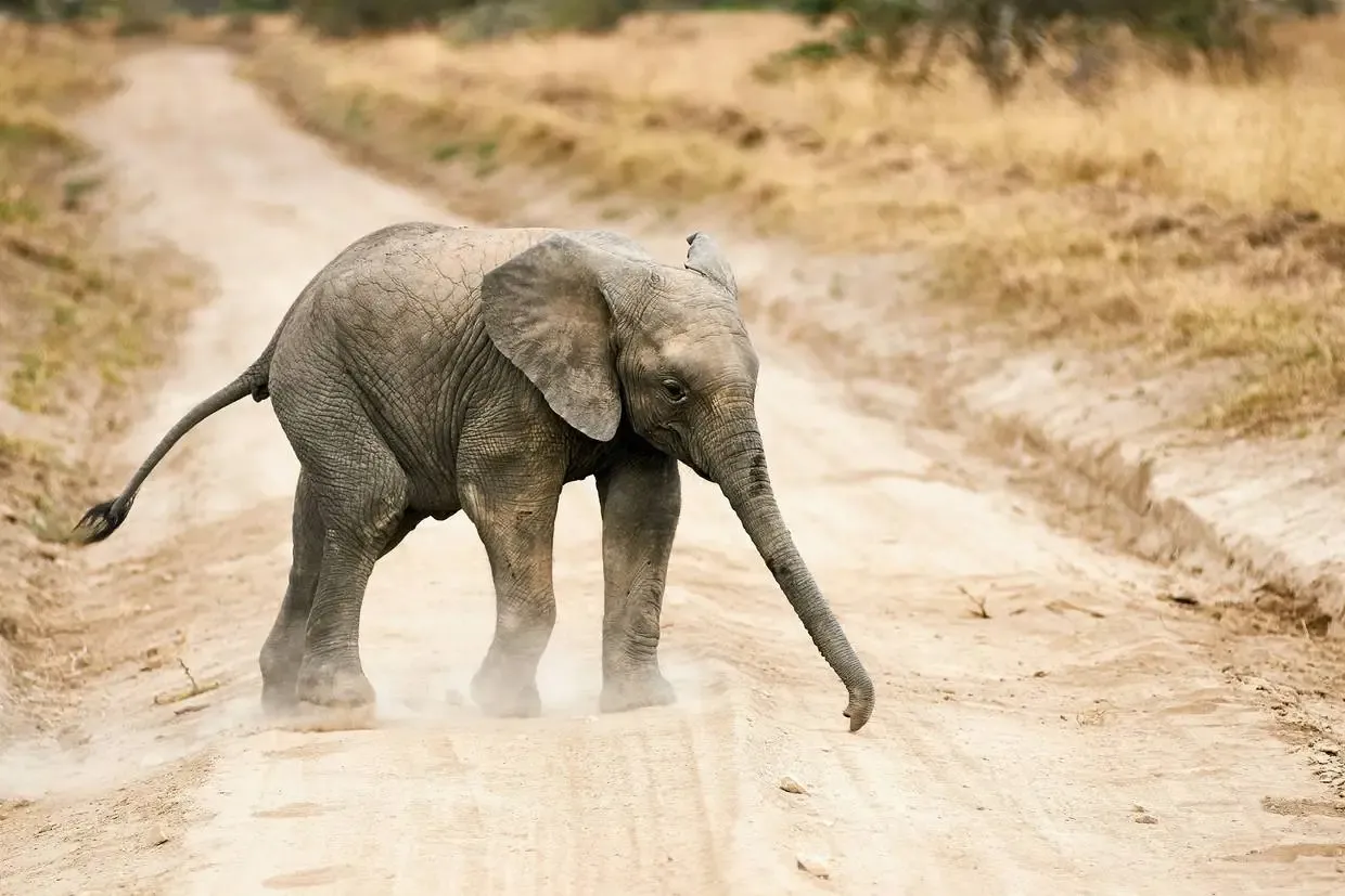 Tanzanie : Circuit Tanzanie