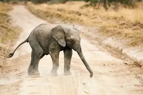 Tanzanie : Circuit Tanzanie
