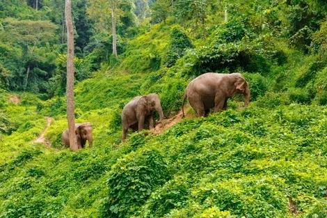 Thailande : Circuit Trekking et Aventures, sur la Piste des Tribus du Nord