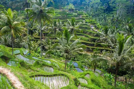 Bali : Combiné hôtels Ubud en roue libre & Séjour de 3 nuits au Naya Collection Sol by Mélia