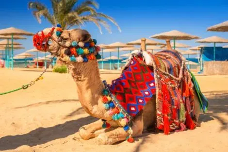 Egypte : Combiné circuit et hôtel Le Caire & Hurghada