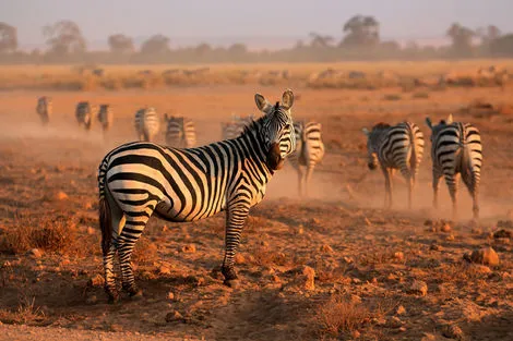 Kenya : Combiné circuit et hôtel Diani Sea Resort avec 3 nuits safari