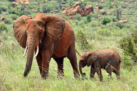 Kenya : Combiné circuit et hôtel Hotel Diani Sea Lodge 4* avec 1 nuit Tsavo est