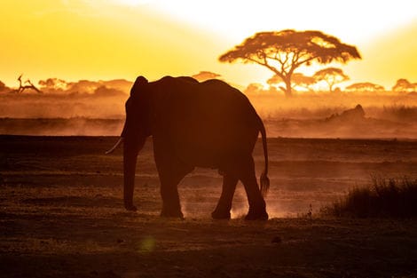 Kenya : Combiné circuit et hôtel Hôtel Neptune Palm Beach Boutique Resort & Spa 4* avec 3 nuits Tsavo Est / Ouest et Amboseli