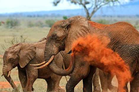 Kenya : Combiné circuit et hôtel Hôtel Neptune Village 4* avec 1 nuit Tsavo Est