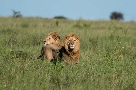 Kenya : Combiné circuit et hôtel Hôtel Severin Sea Lodge 4* avec 3 nuits safari Tsavo Est/Ouest et Amboseli